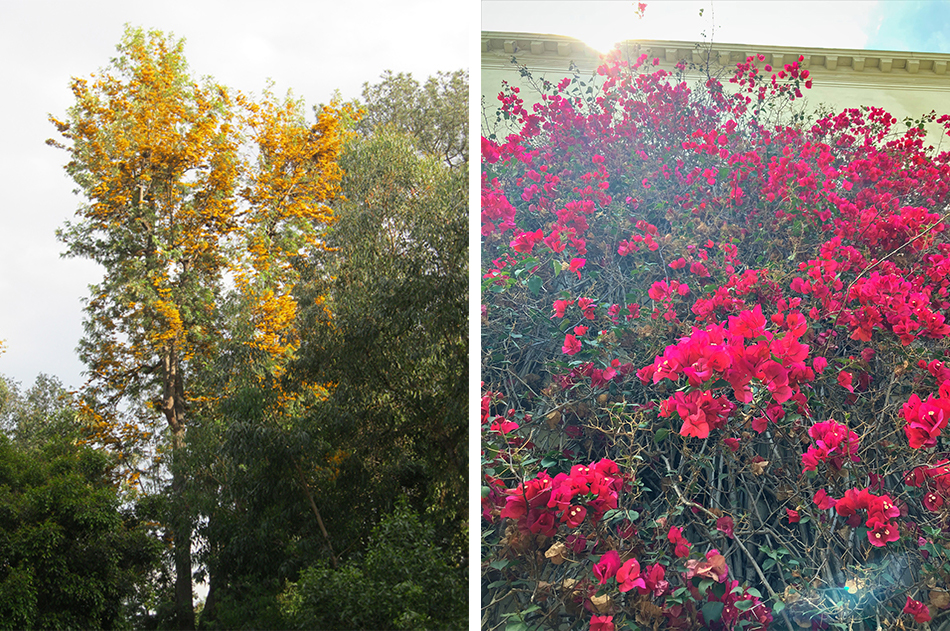 Silky Oak (left) and Bougainvillea (right).