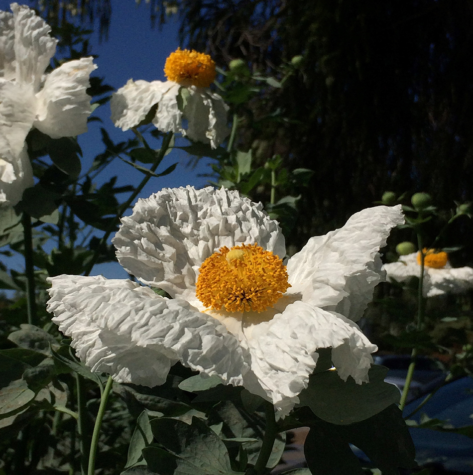 white poppy with gold center