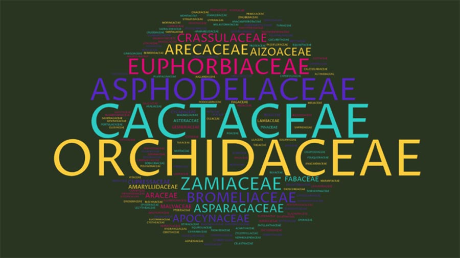 A word cloud chart of plant family names in various colors. Names include Orchidaceae, Cactaceae, Asphodelaceae, and Euphorbiaceae.