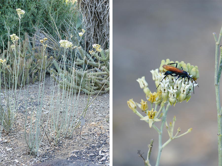 Asclepias subulata, desert milkweed-John Trager AND Asclepias subulata with tarantula hawk-John Trager