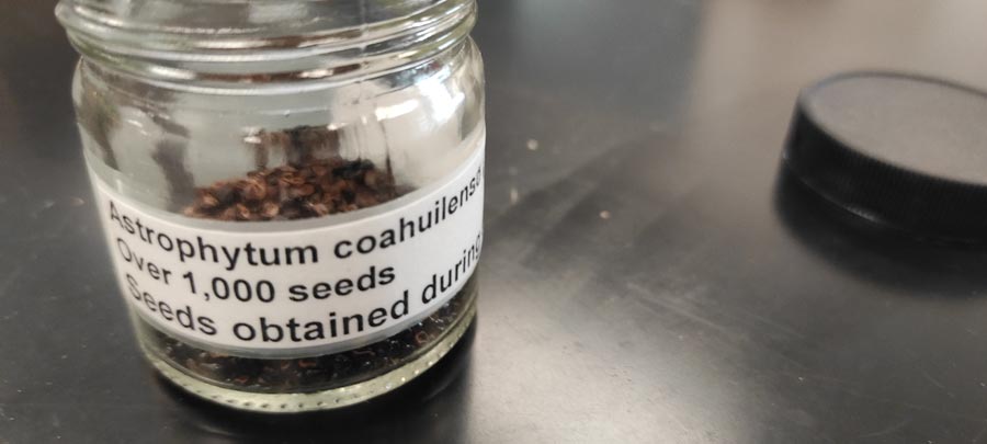 A glass jar labeled "Astrophytum coahuilense."