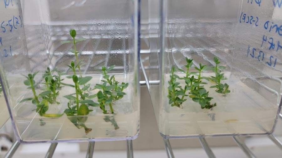 Cuttings of A.eriocarpa obtained from in-vitro germinated seedlings from Trial 1