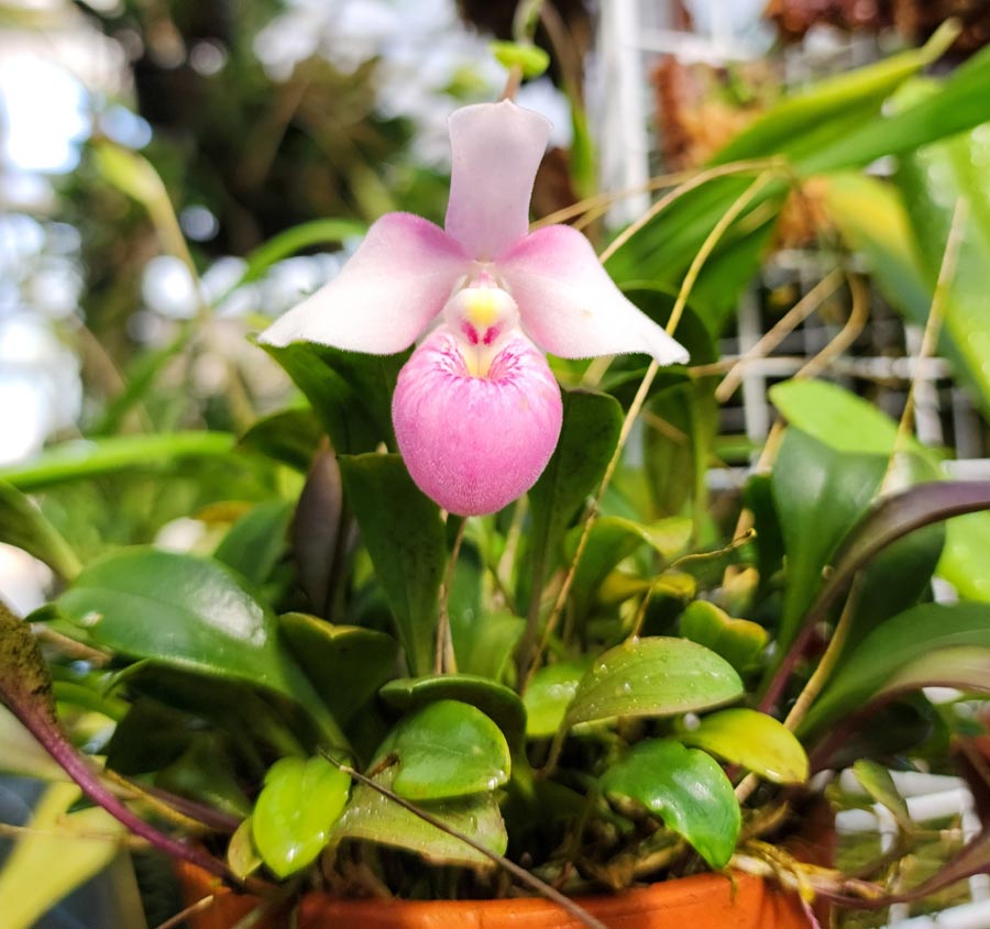 A slipper orchid with pink petals and green leaves.