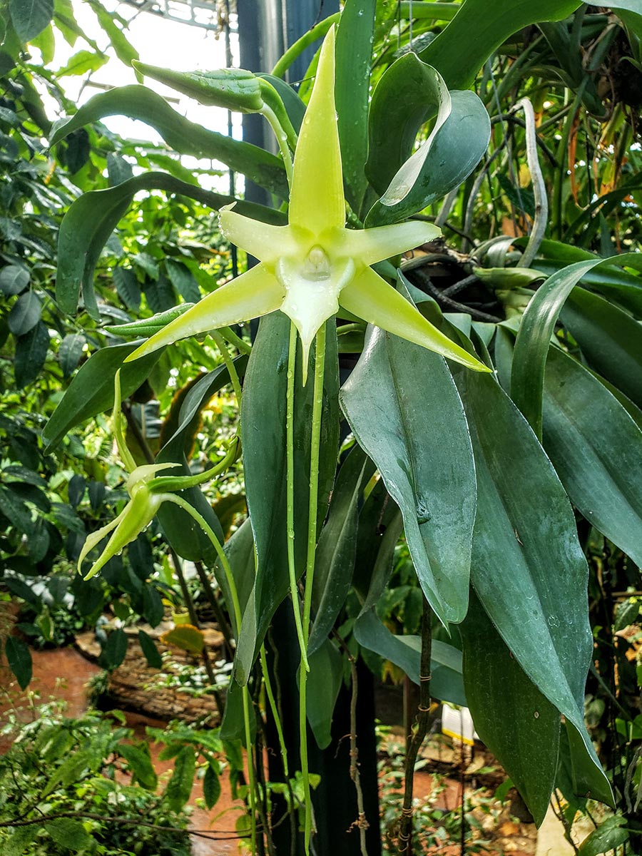 A lime-green orchid with dark green leaves.