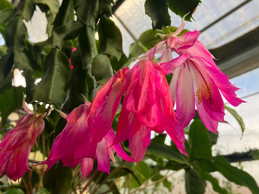 Schlumbergera orssichiana with white, pink, and red blooms.