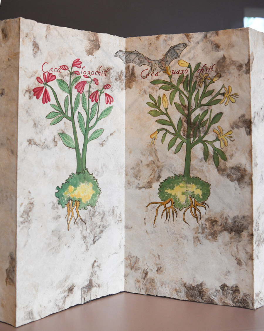 Detail of screen-fold book with two drawings of native plants.