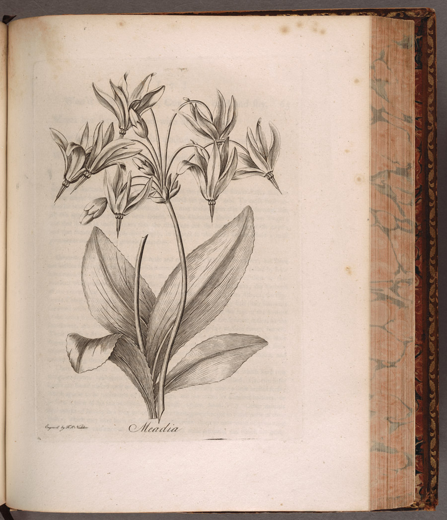 A pencil sketch drawing of a plant on a book page.