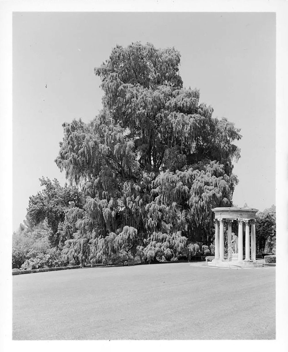 A black and white photo of large tree growing over a lawn.