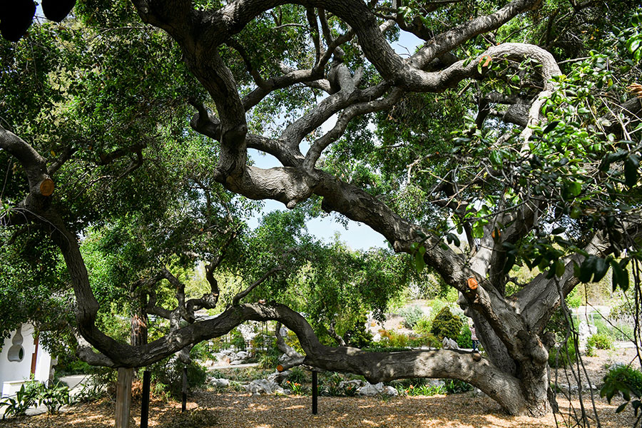 The leaning trunk and branches of the Coast Live Oak in the Chinese Garden.