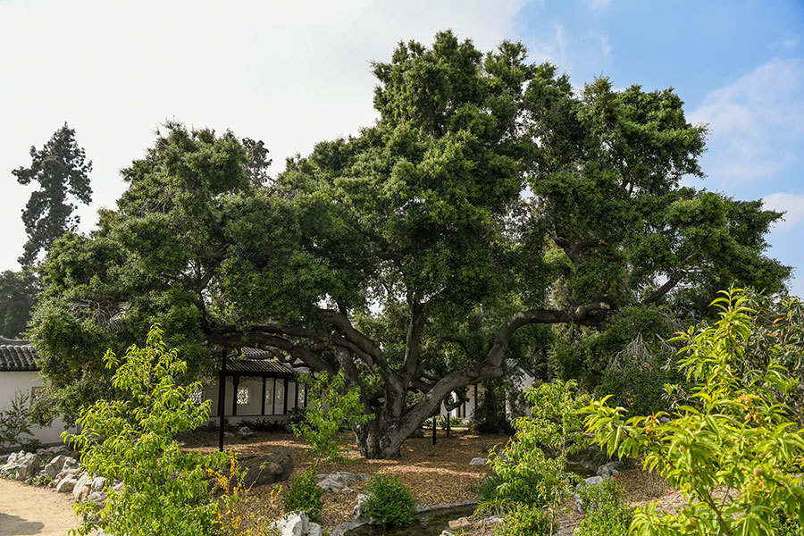 Five Must-See Trees at The Huntington | The Huntington