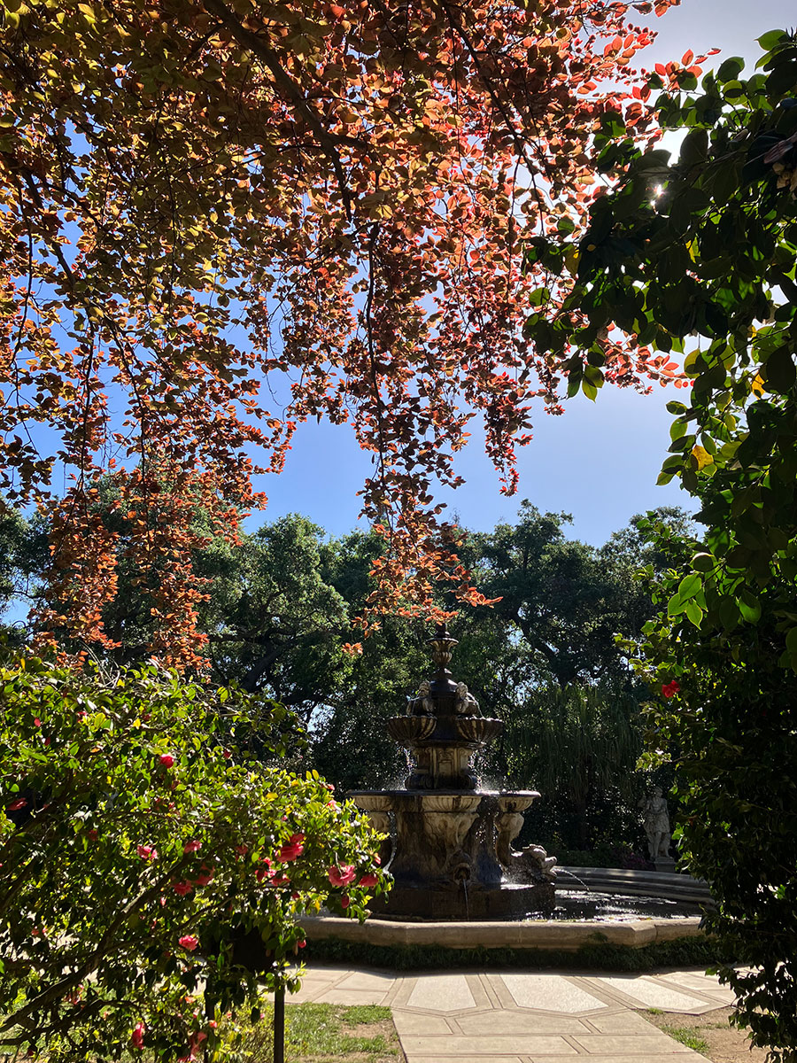 The copper beech's red and brown leaves near the North Vista fountain.
