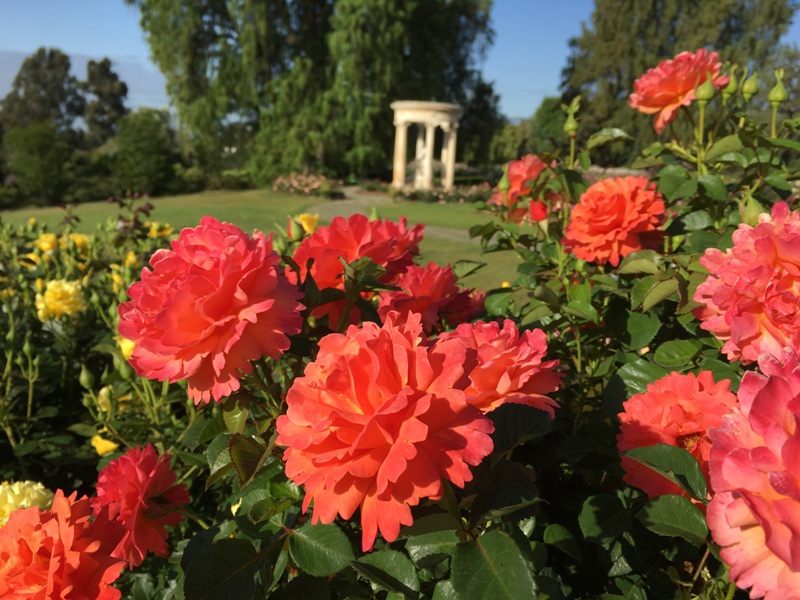 Now Blooming: Roses | The Huntington
