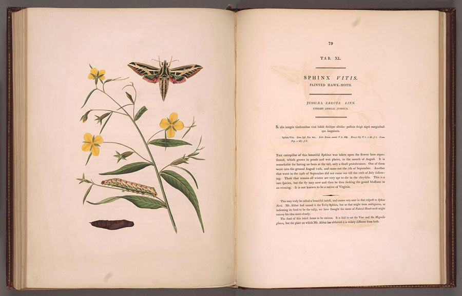 Pages of Natural History of the Rarer Lepidopterous Insects with drawing of yellow flowers and insects and accompanying text.