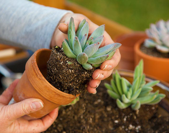 meet-a-gardener-drop-in-succulent-gardening-the-huntington