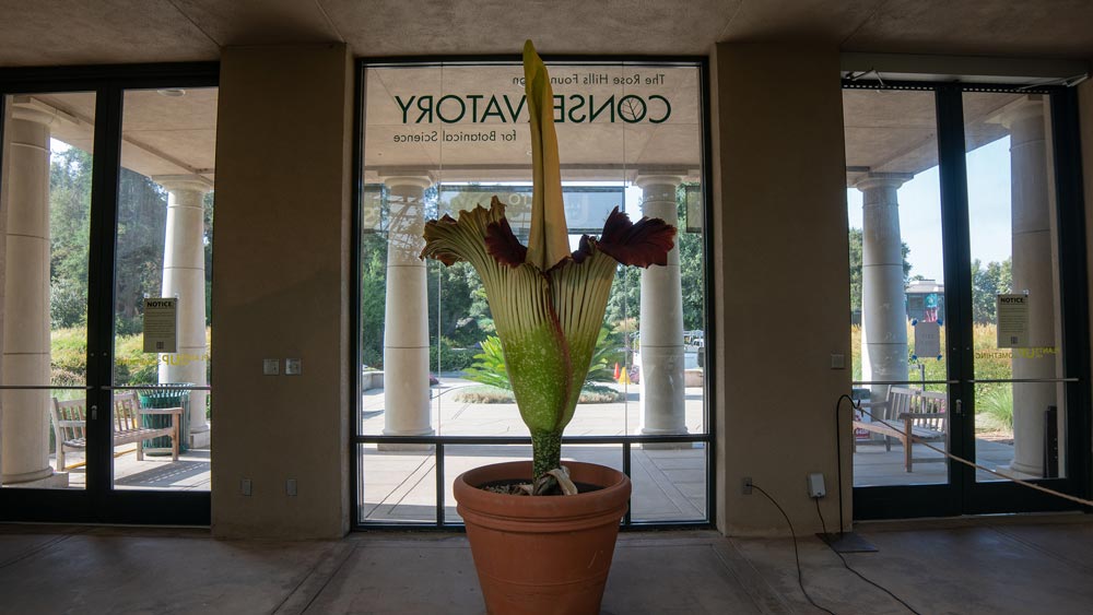 An Amorphophallus titanum in front of a glass window.