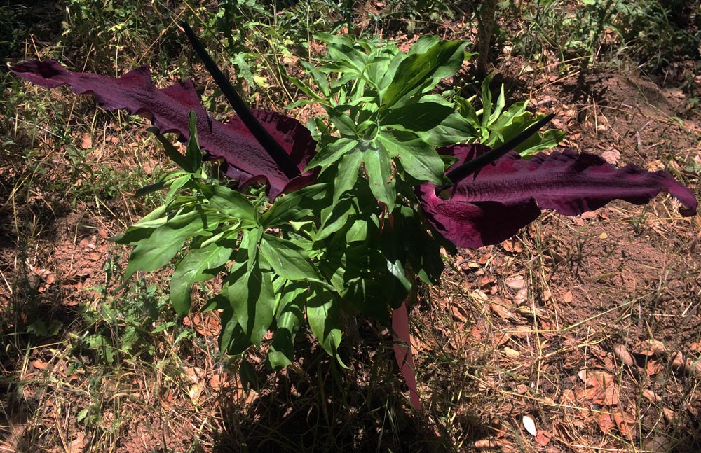 A cluster of green leaves with two large burgundy blooms.