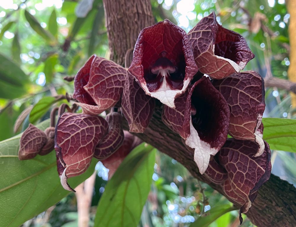 A cluster of burgundy flowers with white accents on a thick branch.