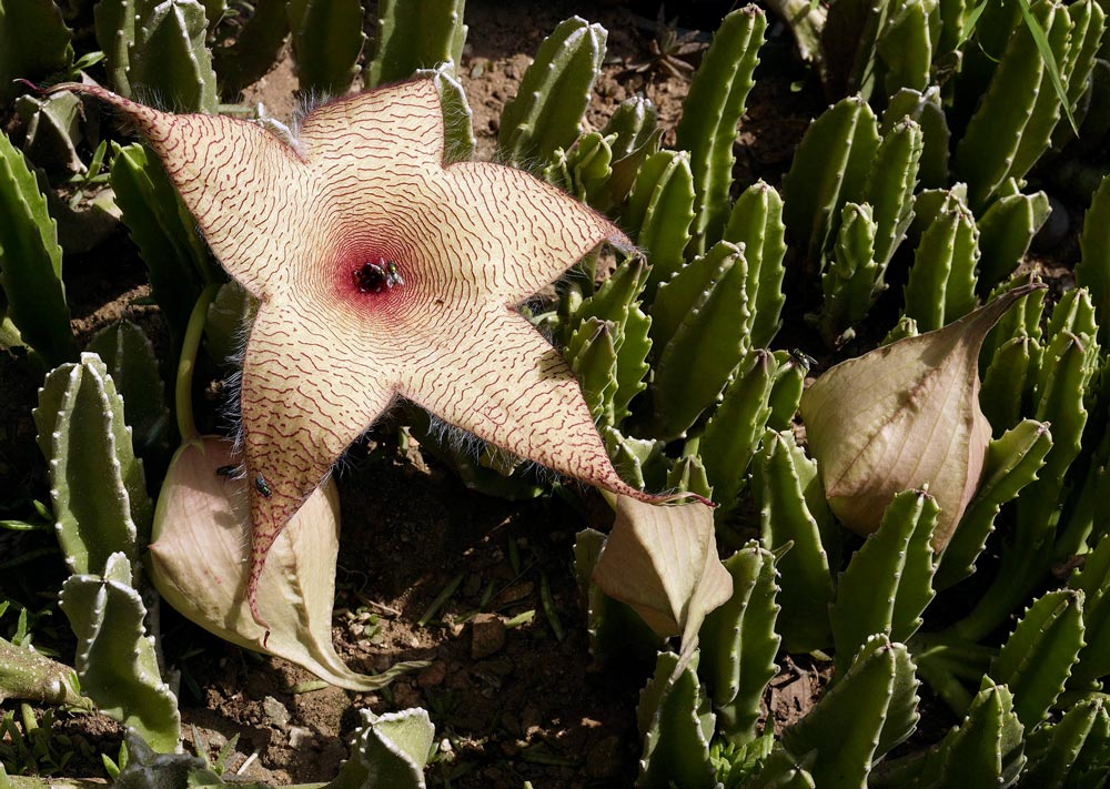 A large star-shaped flower grows among green succulents.