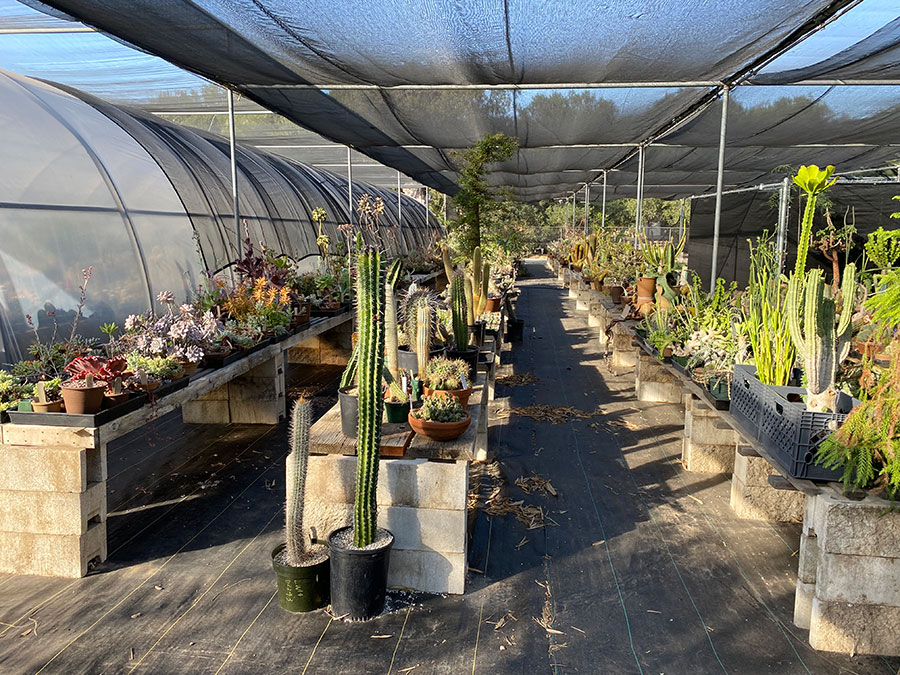 Desert plants sit in rows under a mesh fabric-covered nursery.