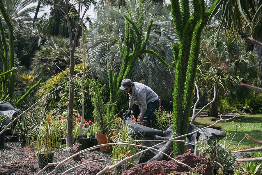 A gardener prepares potted plants to be placed in a new landscape.