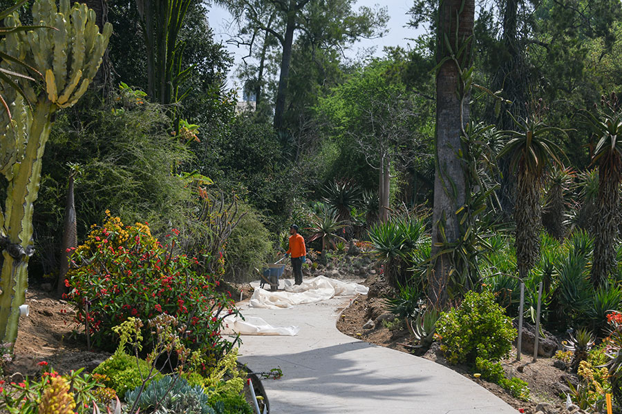 A worker uses a wheelbarrow to add dirt next to a newly landscaped walking path.