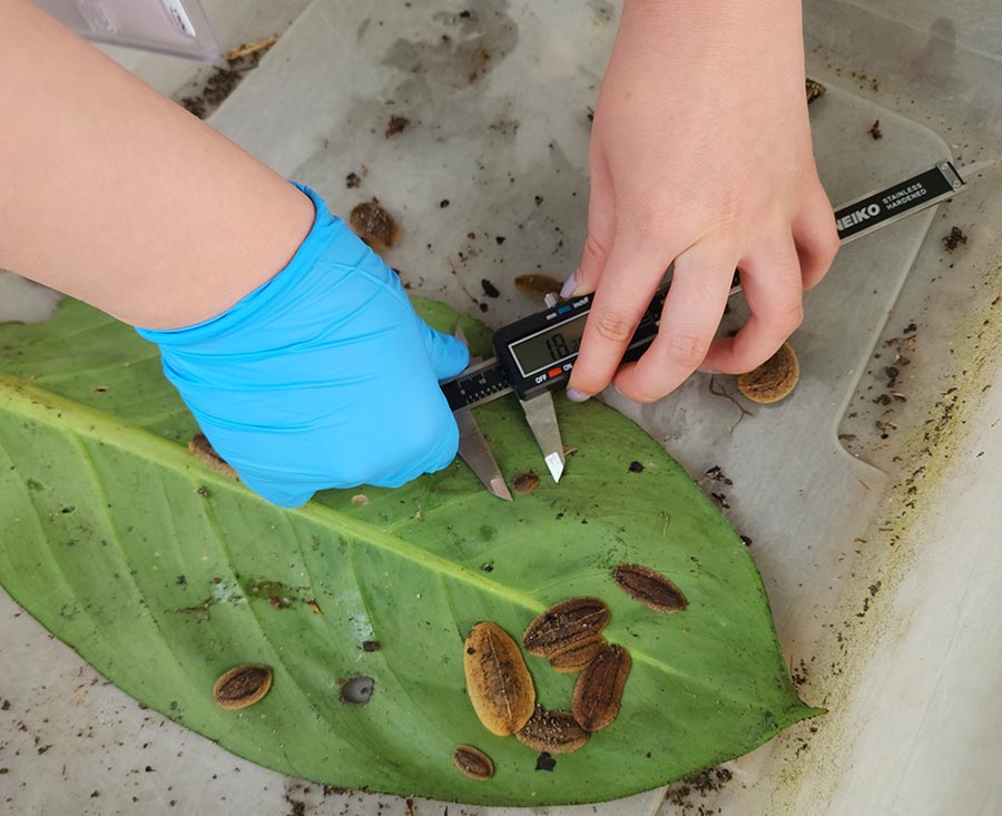 A person using a caliper to measure slugs on a large leaf.