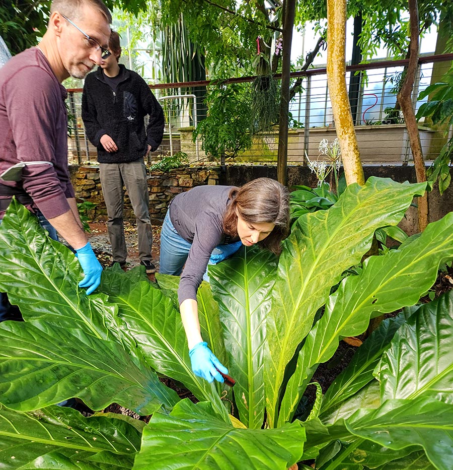 A person reaches into the center of a large-leaf plant as others observe.