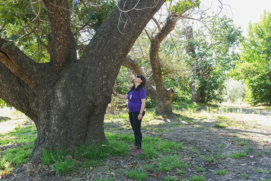 A person looks up at a large tree.