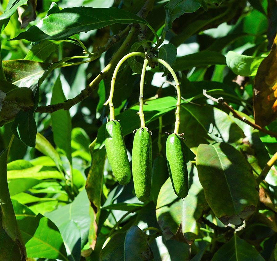 Three small, zucchini-shaped avocados hanging from a tree.