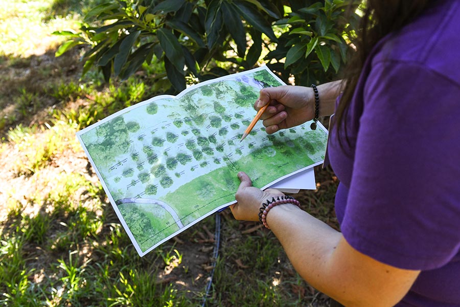A person looks at a map of trees in an avocado orchard.