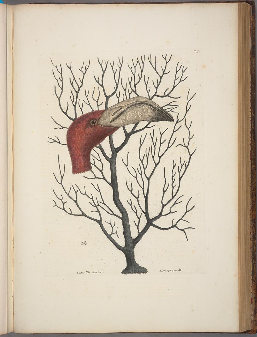 A red flamingo head is drawn over a branching coral.