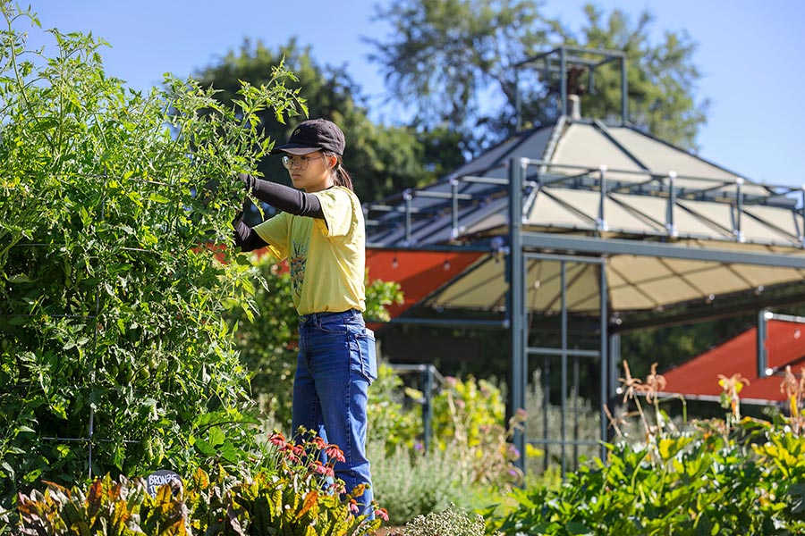 A gardener in a baseball cap and yellow shirt tends to a tall vegetable or fruit plant.