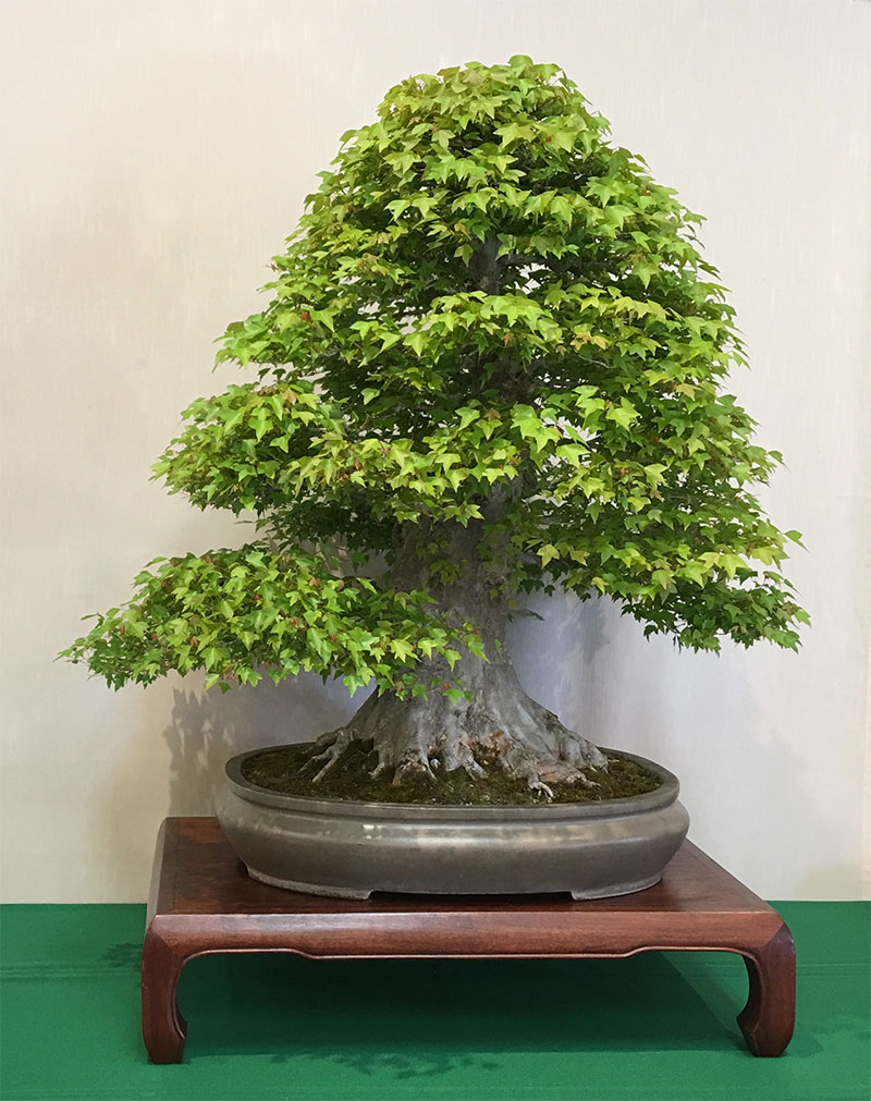 66th Annual Bonsai Show The Huntington