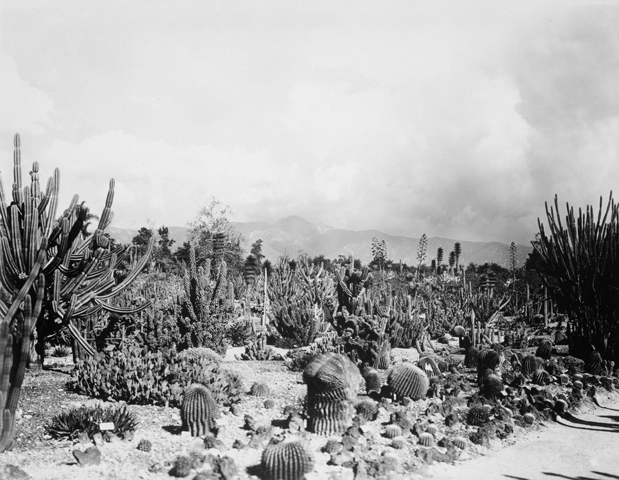 A black-and-white photo of desert plants with mountains in the distance.