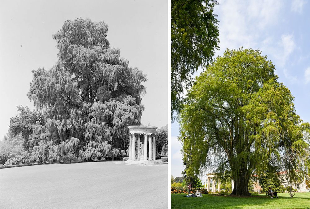 Two images of the a large tree in a garden in black and white (left) and in color.