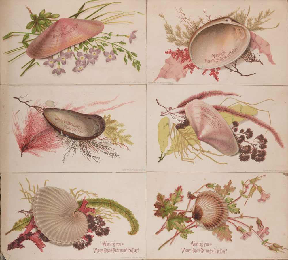 Six greeting cards with illustrations of seashells and plants.