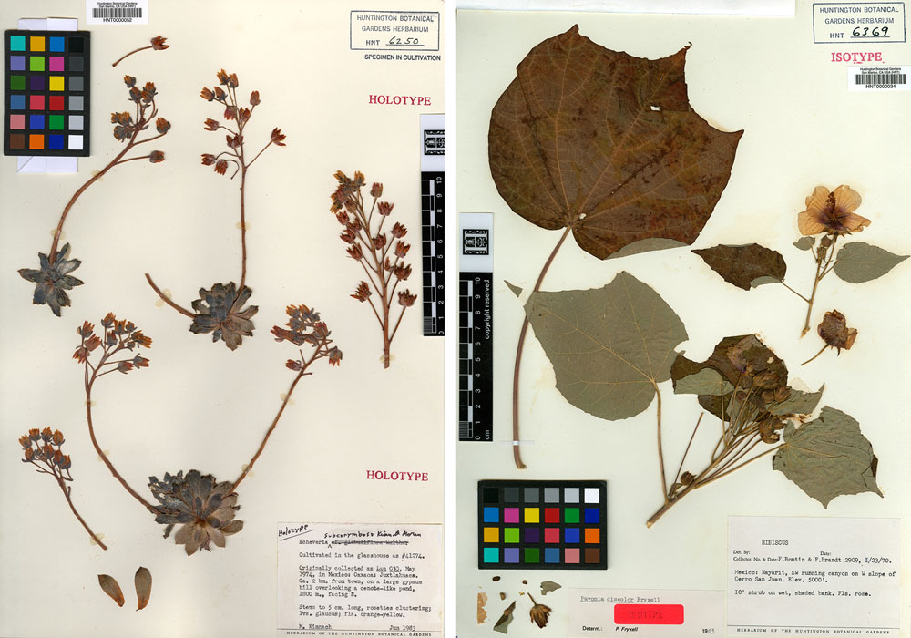 Two images of preserved plant materials, including leaves and flowers of different species.