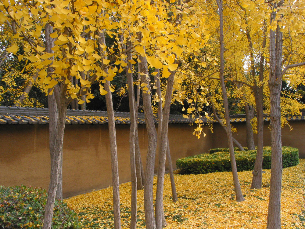 Ginkgo trees with yellow leaves in the Japanese Garden.