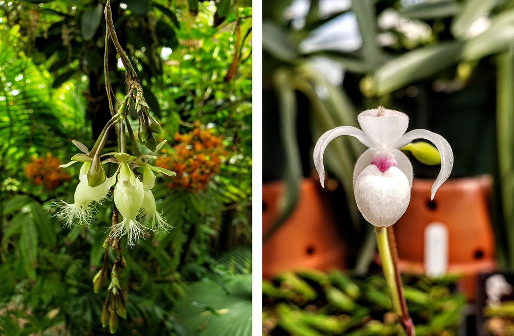 Two images of orchids in bloom.