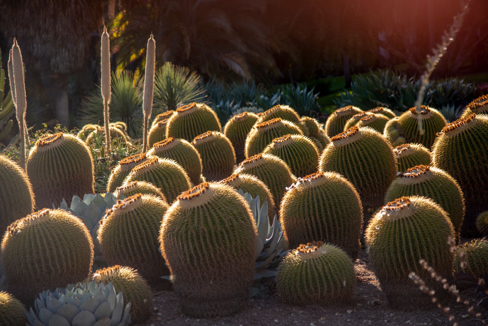 Golden Barrel Cactus in the Desert Garden during golden hour. 