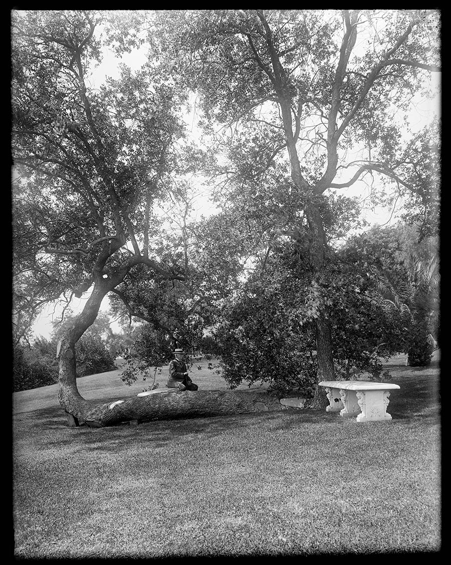 A black-and-white photo of an elderly man sitting on a white concrete bench under a large oak tree.