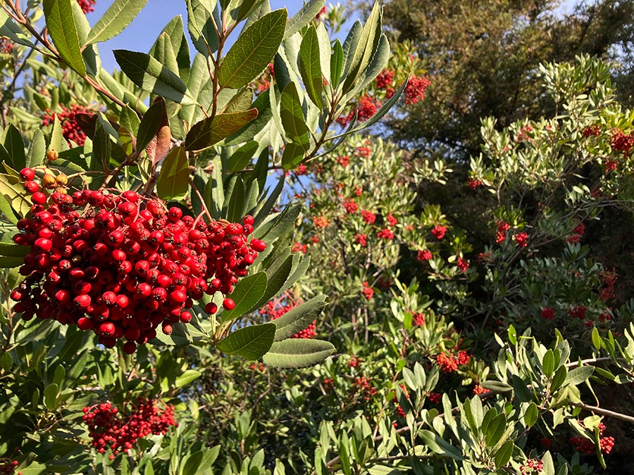 A Toyon shrub with bright red berries.
