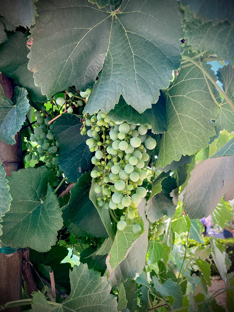 Clusters of green grapes hang on vines.