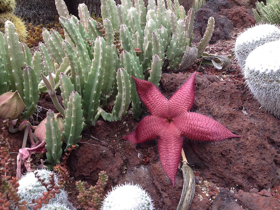 A red starfish-like succulent sits next to short stalks of cacti.