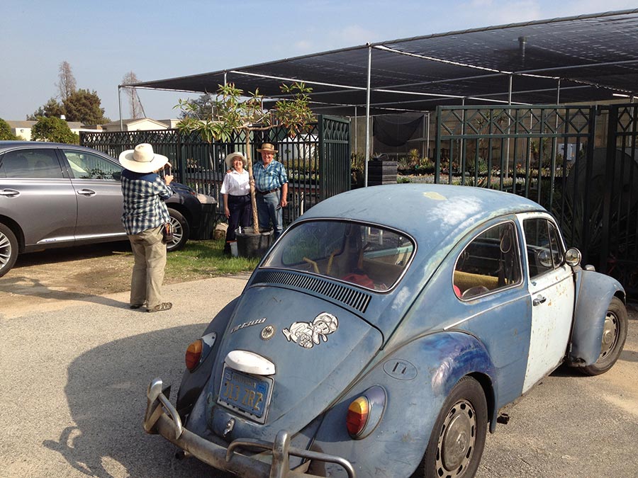 A majestic and seasoned blue VW bug with white doors has seen things over its years as it sits parked.