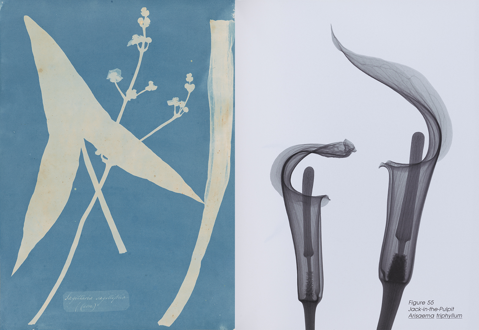 A white silhouette of leaves and flowers on a blue background (left) and a black-and-white X-ray of tall narrow flowers.