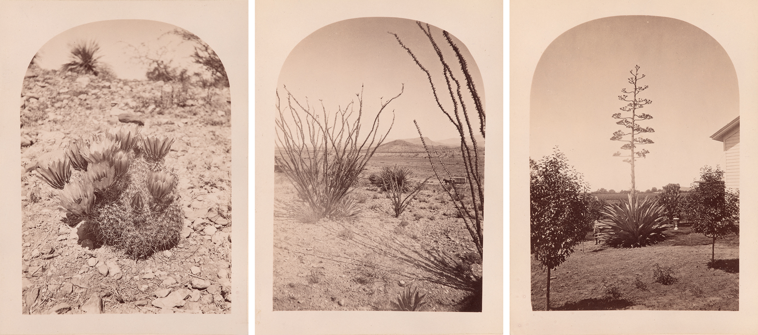 Three sepia-tone images of desert landscapes in an arch-shaped frame, individually featuring cactus, ocotillo, and agave.