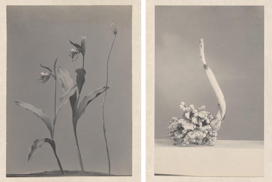 Two black-and-white photographs: tall narrow orchids (left) and a compact root system.
