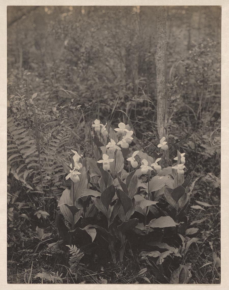 A black-and-white photo of a large, flowering orchid in a landscape.
