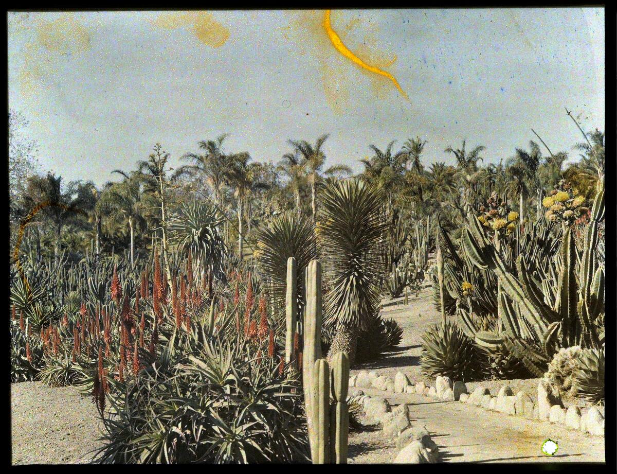 A color photo of a desert garden with a path lined with stones and many mature, flowering plants.